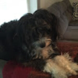 Meet your Posher, Pilot